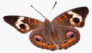 Mariposas - Imagenes En Png Con Fondo Transparente
