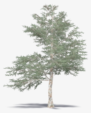 Japanese Red Pine - Mexican Pinyon