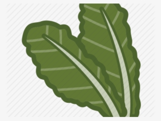 kale clipart lettuce - illustration