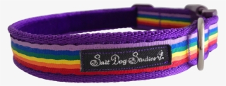 Purple Rainbow Ribbon Dog Collar - Bracelet
