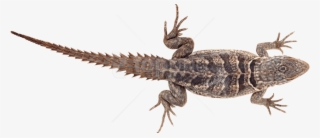 Free Png Lizard Png Pics Png Images Transparent - سكرابز سحلية