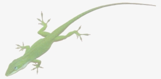 The New Southern View Ezine / Talk To The Animals - Anole Transparent