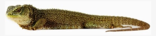 900 X 600 3 - Amazonian Lizard Png
