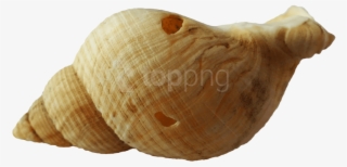Free Png Sea Ocean Shell Png Images Transparent - Transparent Background Seashell Png