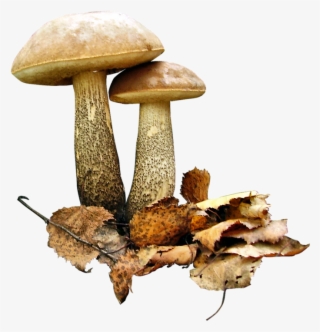 Фотки Edible Wild Mushrooms, Growing Mushrooms, Stuffed - Грибы На Прозрачном Фоне