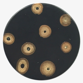 Tan Bamboo Spots On Round Black Button 1-1/8" The Button - Circle