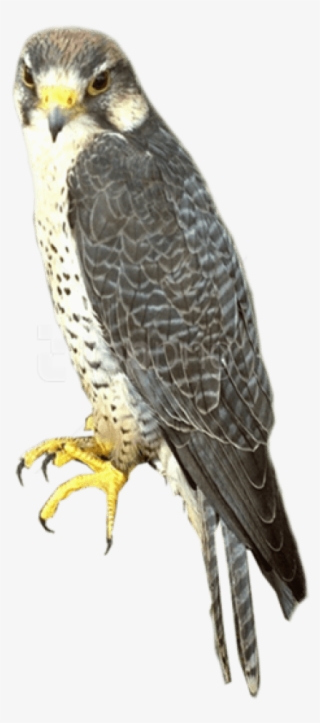 Free Png Falcon Png Images Transparent - Sharp Shinned Hawk Png