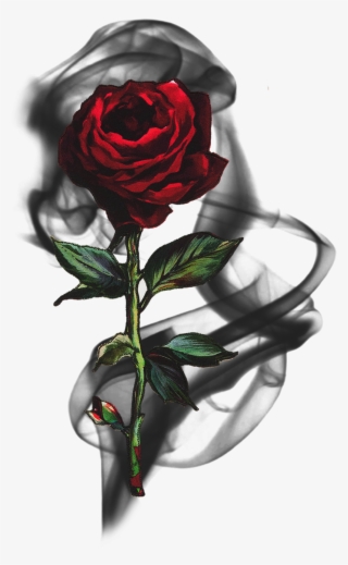 #rose #smoke #blackrose #rosesmoke #flowersmoke - Aspect Dr