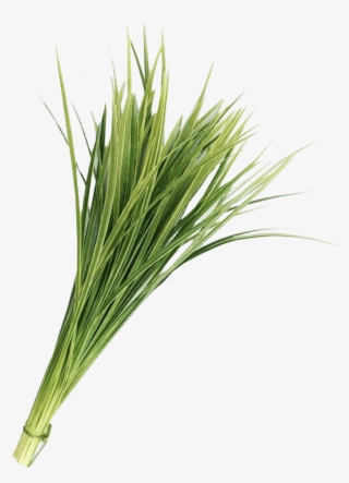 Lily Grass Variegated Greenery - Hierochloe