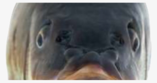 Nickicebound Vs Guddonof Fish Friday Battle Magikarp - Close-up