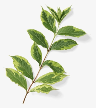Pre-greened Products - Bay Laurel