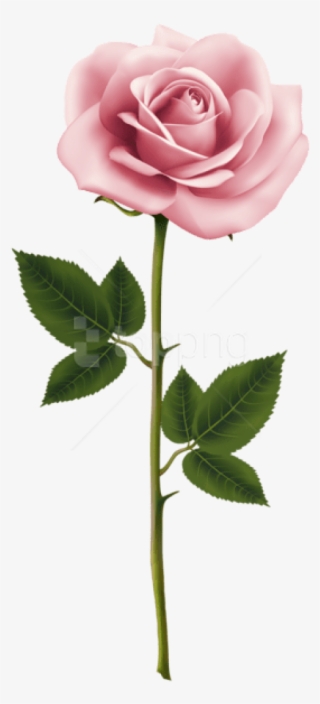 Free Png Download Pink Rose Png Images Background Png - Transparent Pink Rose Png