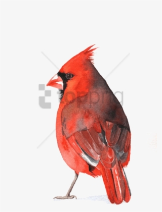 Free Png Download Watercolour Cardinal Png Images Background - Cardinal Watercolor Transparent Background