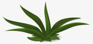 Plants