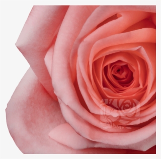Light Pink Roses - Floribunda