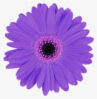 Daisy Purple Transparent Images - Purple Flower Cut Out