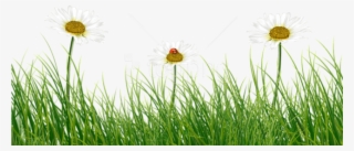 Free Png Green Grass With Daisies And Ladybug Png Images - Common Daisy