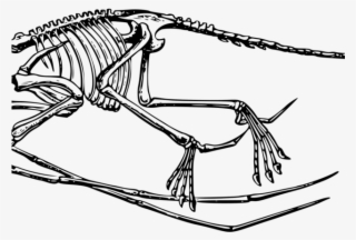 Fossil Clipart Pterodactyl - Pterodactyl Skeleton