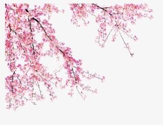Blooming Peach Tree - Pink Peach Blossoms Png