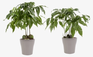 3 × potted plant aloe - cyperus alternifolius