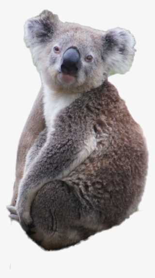Koala Png Image - Koala Png
