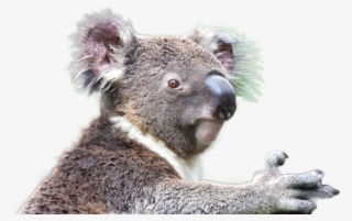 Koala Png Image - Animales En Extincion 2017