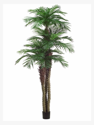 10' 8' 6' Tropical Area Palm Tree X3 W/1781 - Borassus Flabellifer