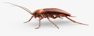 Free Png Download Large Cockroach Png Images Background - Cockroach
