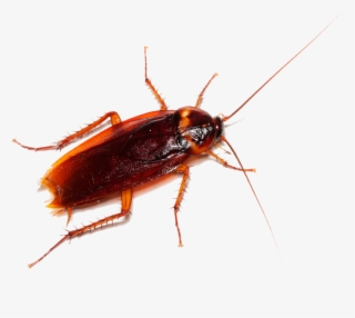 To Learn More About Cockroach Pest Control And How - Cockroach