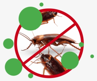 Cockroach Treatments & Control Perth Image - Cockroach
