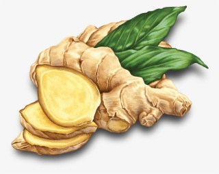 That's Why We're On A Mission To Find New, Delicious - Illustration Ginger Png