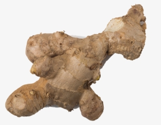 Ginger Transparent Background - Greater Galangal