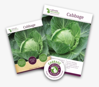 Gingered Cabbage Slaw - Collard Greens