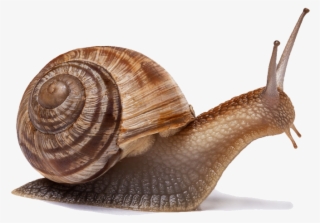 Snail Png Image - Gastropods Png