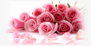 Rosa Shock - New Wallpaper Flowers Rose