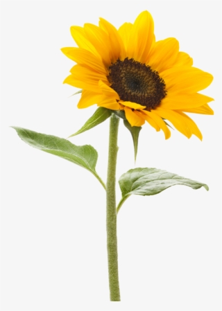 Download Free Png Dlpng - Sunflower With No Background