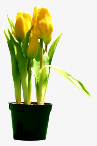 Free Photo Bloom Tulips Yellow Blossom Flowers Yellow - Tulipani Gialli Png