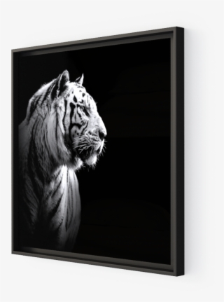 Photo The White Tiger - Portrait Tiger