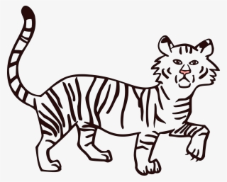 Drawn White Tiger Transparent - Line Drawings To Fill Color