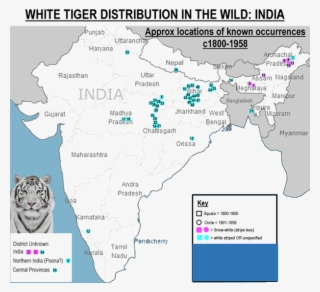 Location Of White Tiger Distribution In The Wild - White Tiger In Nilgiri