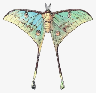 Butterfly Luna Moth Insect Comet Moth - Luna Moth Scientific Illustration