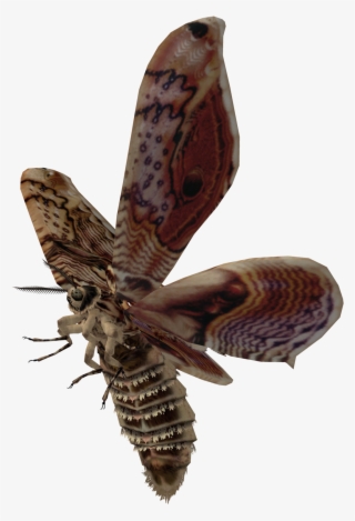 Moth Transparent Background