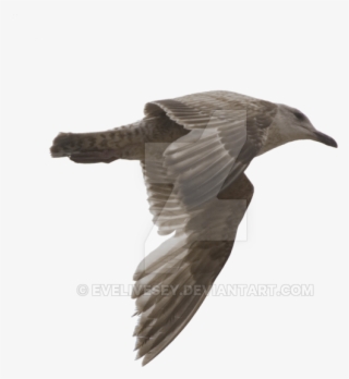 Gulls Transparent Png - Vaux S Swift