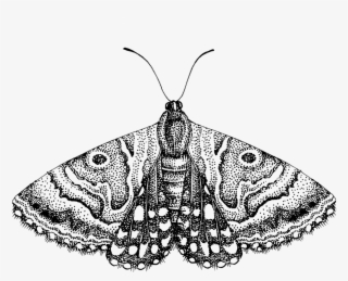 line-moth - ascalapha odorata