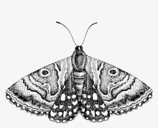 Line-moth - Ascalapha Odorata