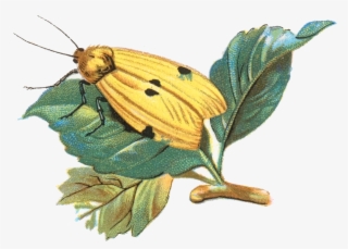 Gnophria Quadra Moth 001 - Skipper (butterfly)