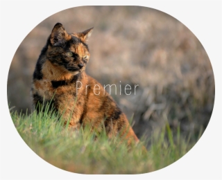 Tortoiseshell In Grass - Tabby Cat