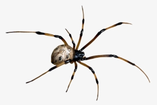 Araña Estrella