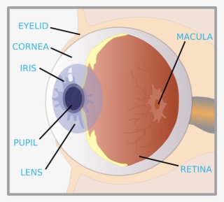Diagram Of Eye For Kids The Eye Diagram For Kids Nurse - Label Of An Eye