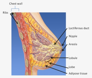 Breast Anatomy - Whats In A Nipple
